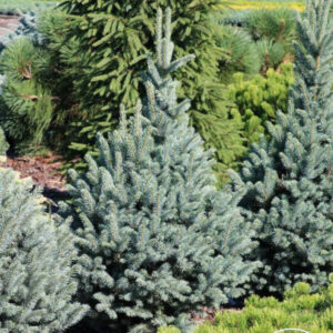 Picea pungens fastigiata