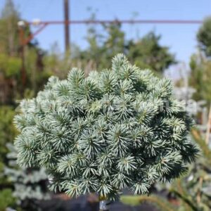 Picea pungens Glauca Compacta