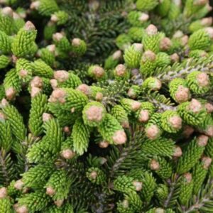 Picea Orientalis WB