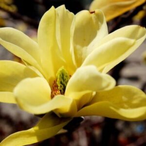 Magnolia Sunburst
