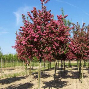Crataegus laevigata 'paul's scarlet' (pa)