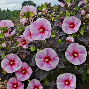 Hibiscus Starry Starry Night