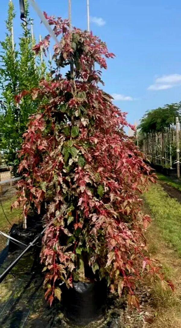 Screenshot_20260325_215857_Google