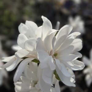 Magnolia stellata royal star