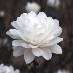 Магнолия Magnolia loebneri ‘Mag’s Pirouette