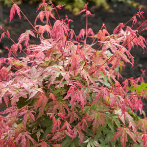 Acer palmatum Phoenix