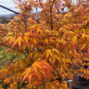 Acer palmatum katsura
