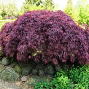 Acer palmatum Crimson Princess