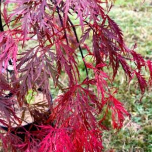 Aver palmatum sumi shidare